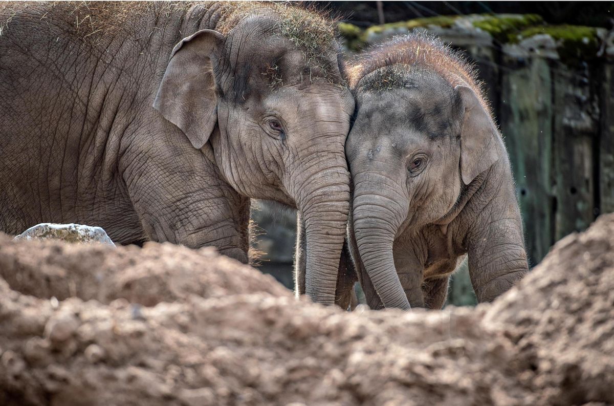 Secret Life of the Zoo. Baby elephantsIndali and Anjan.