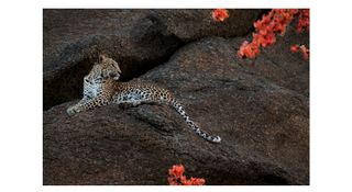 An Indian leopard, photographed by Marius Coetzee