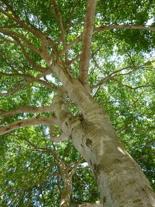 a view of the poison apple tree Machineel with a view of its trunk angled up to its canopy.