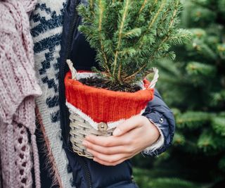 Girl holding potted Christmas tree, close up