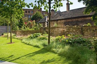 woodland meadow grow under a tree in urban garden