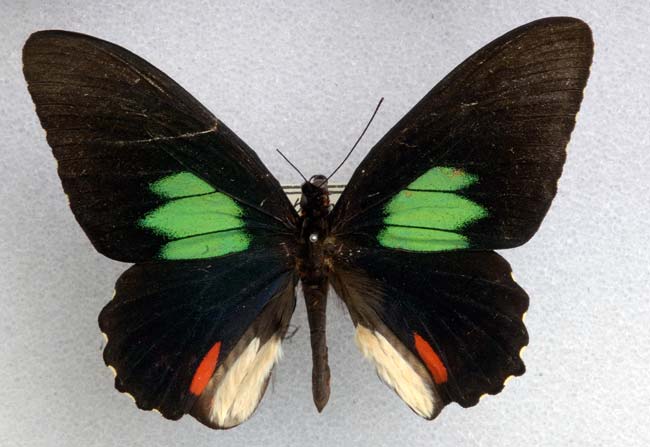 Download Source Of Shimmering Butterfly Wing Colors Revealed Live Science