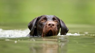 German wirehaired pointer swimming