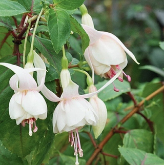 pink and white flowering fuchsia plant