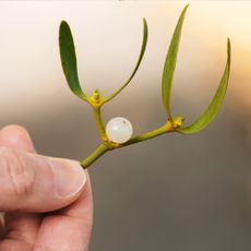 Close-up of hand holding mistletoe branch with single white berry, blurred background