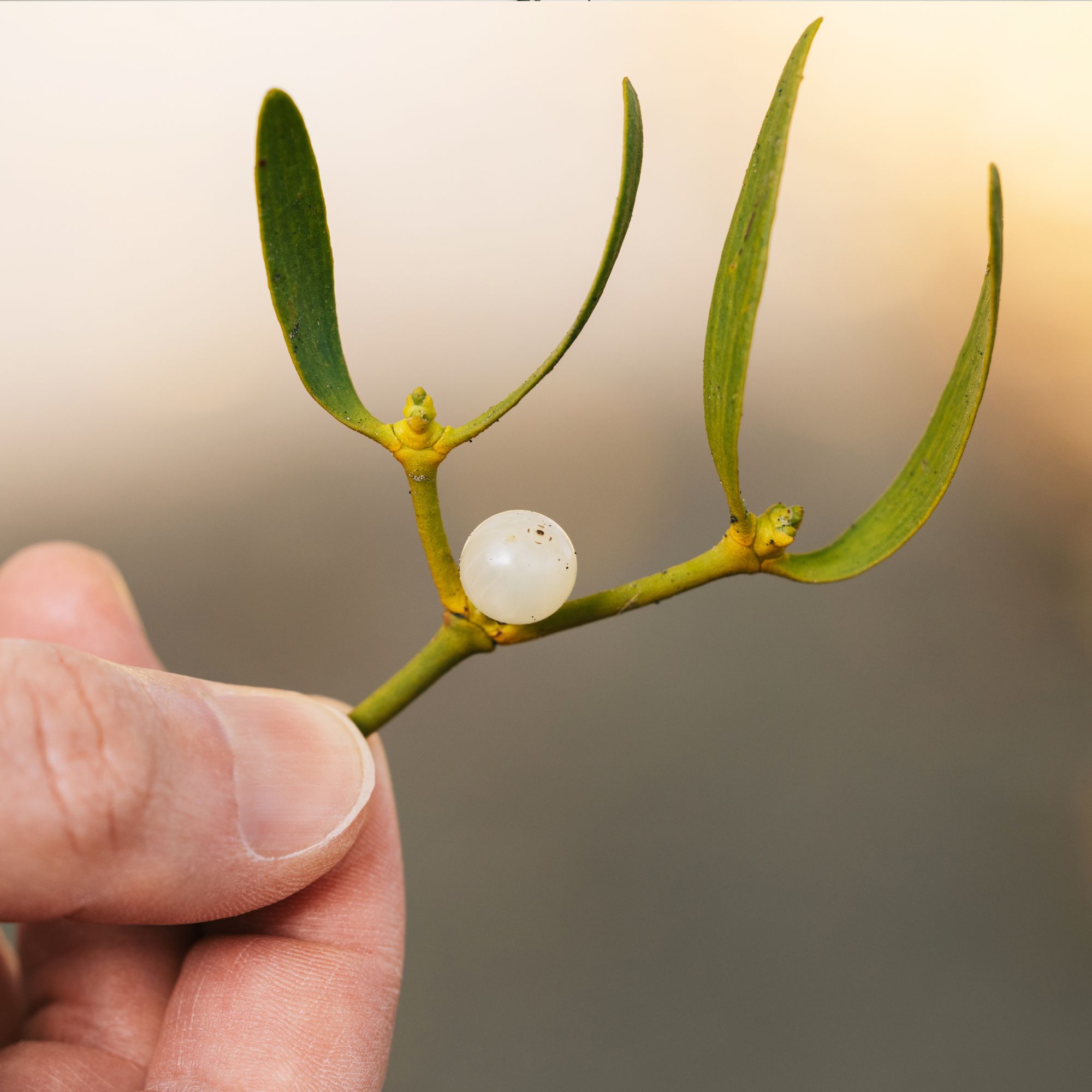 Close-up of hand holding mistletoe branch with single white berry, blurred background