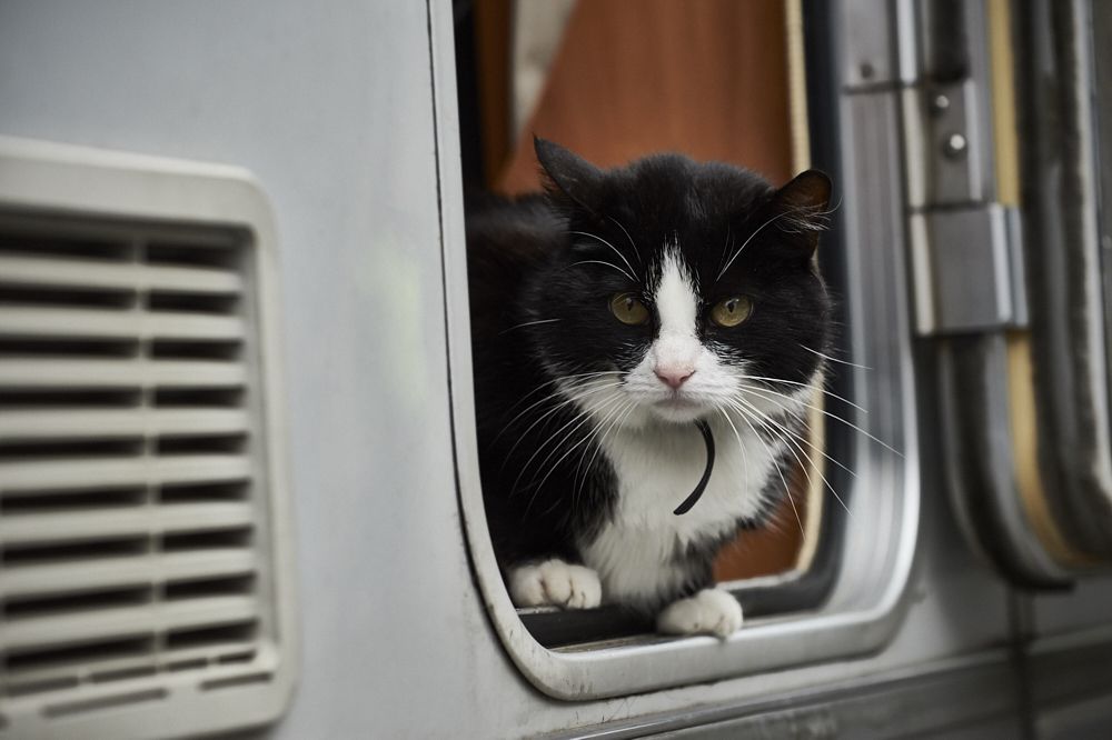 The most famous cat in pro cycling: The Vos family cat, Sjekkie