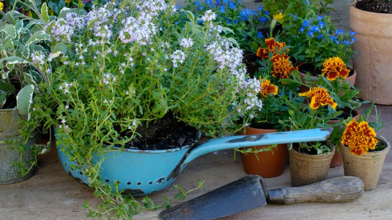 how to grow thyme