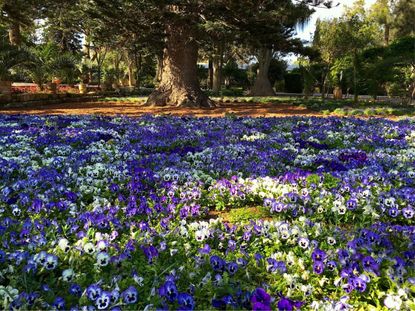 White and purple pansy flowers growing in the shade of an evergreen tree