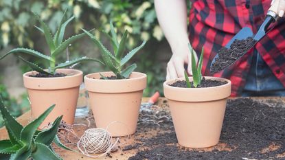 propagating an aloe vera plant