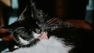 cat licking herself