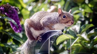 Squirrel sitting on top of bird feeder