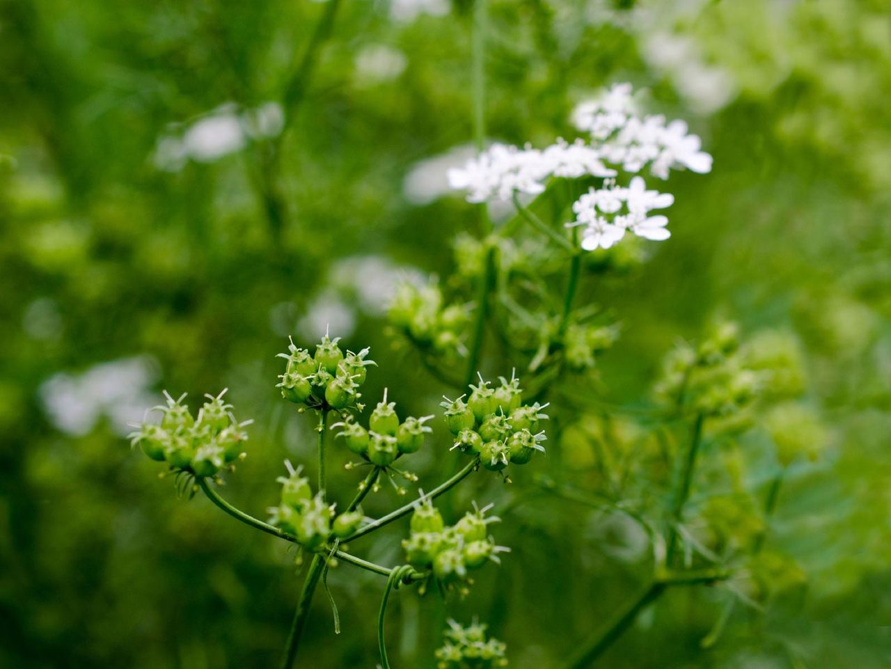 Coriander Seed Plant