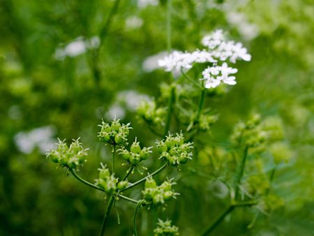 Coriander Seed Plant