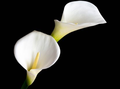 White Calla Lilies