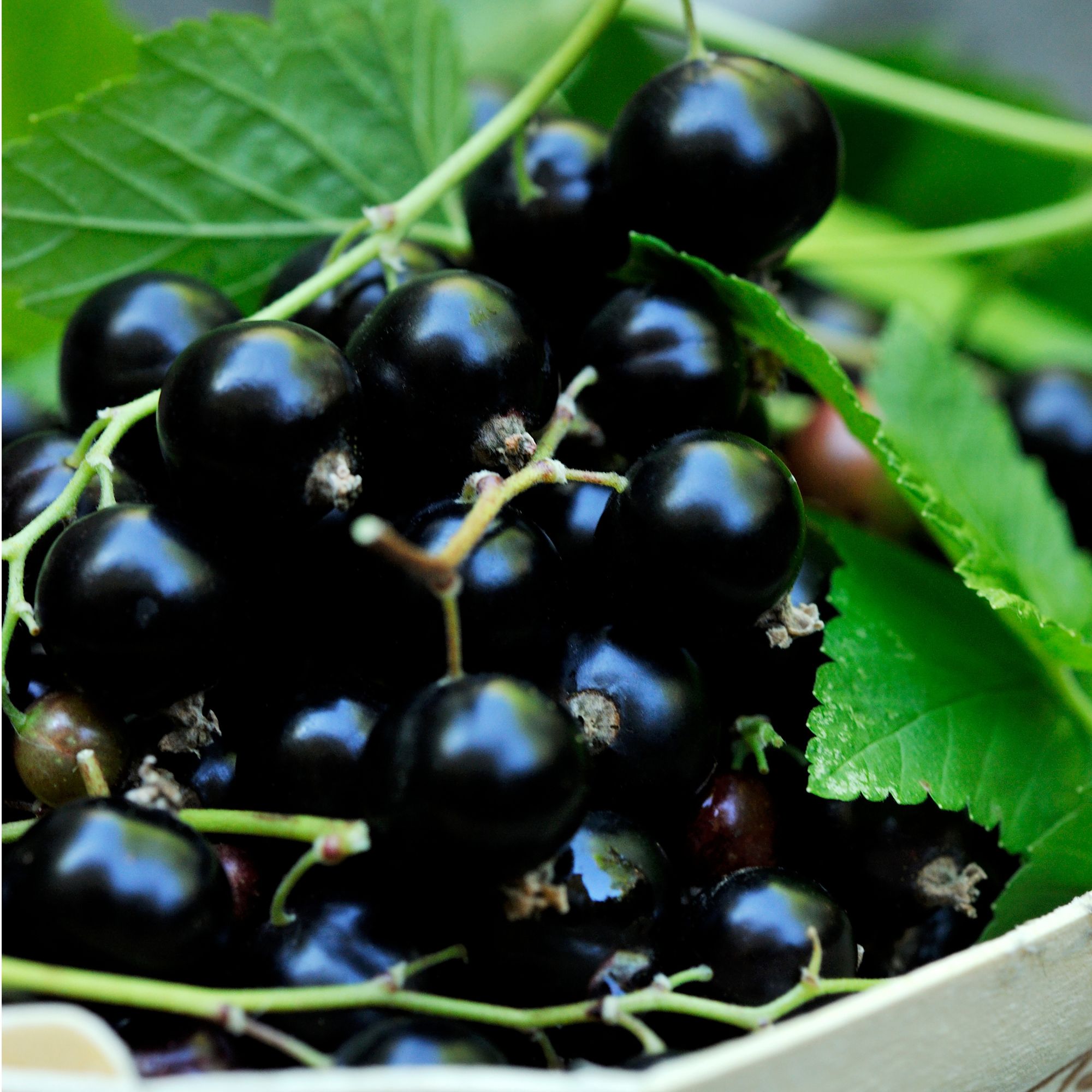 Blackcurrants growing on blackcurrant bush