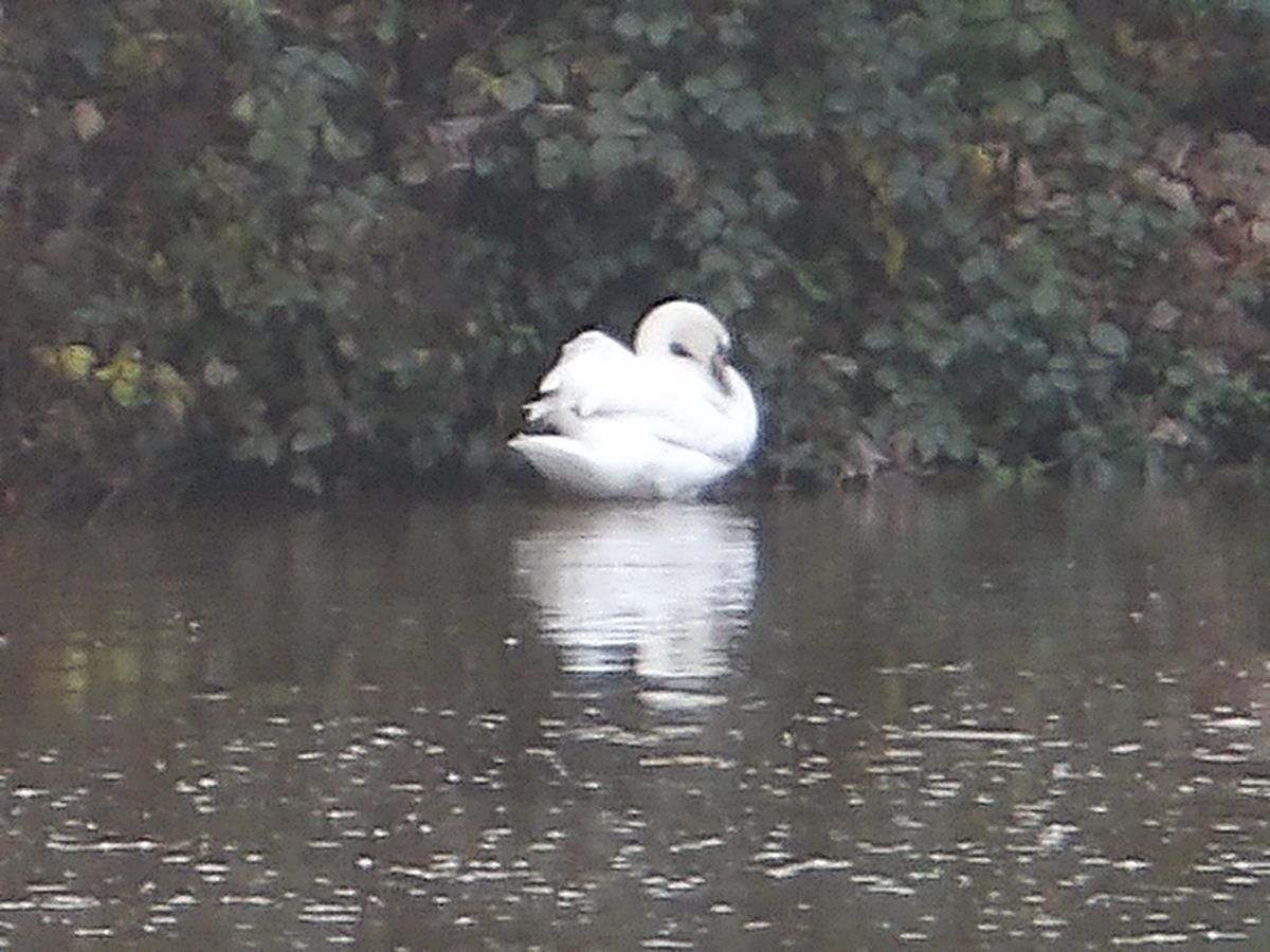 A photo of a swan taken on a Kodak PIXPRO WPZ2 camera