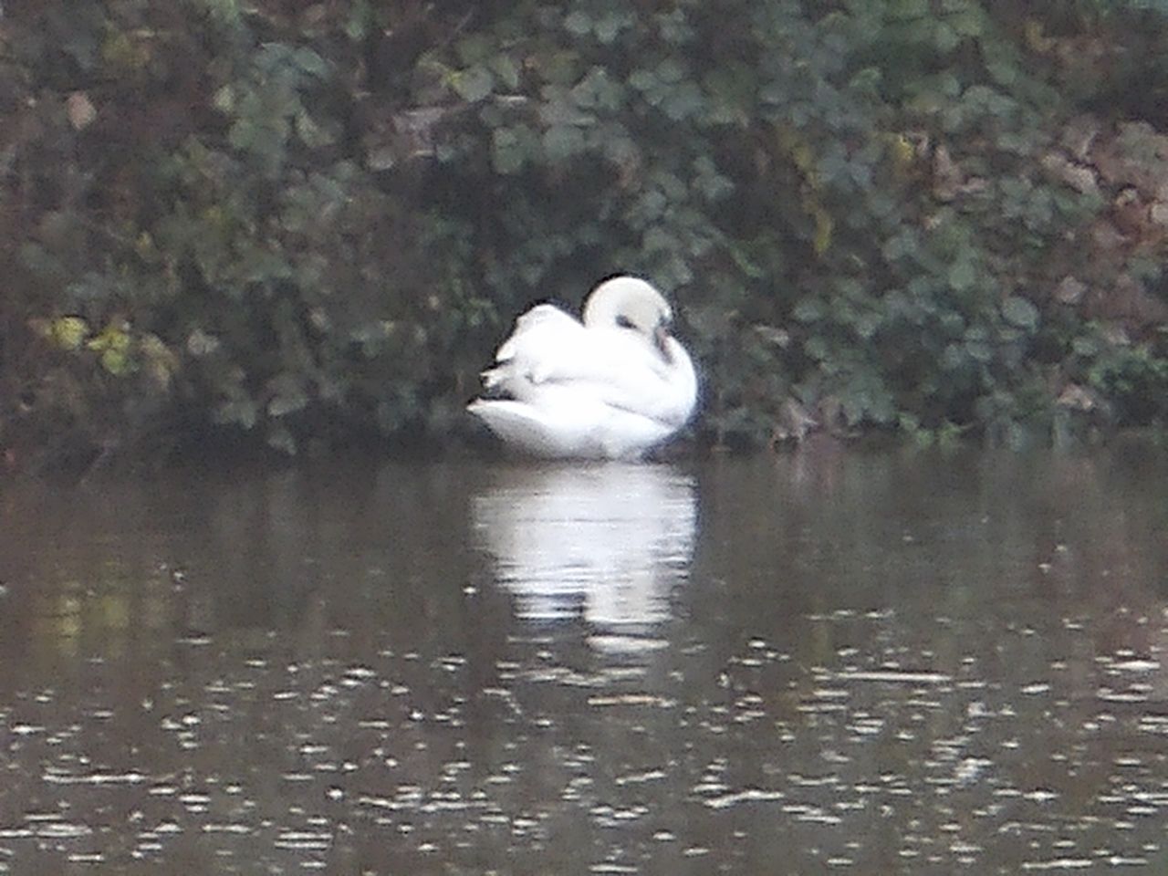 A photo of a swan taken on a Kodak PIXPRO WPZ2 camera