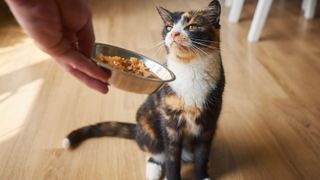 Person handing a cat a bowl of food