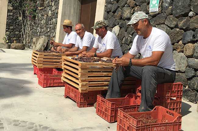 Workers hand-groom each cluster as it is harvested from the vine, Donnafugata winery, Sicily