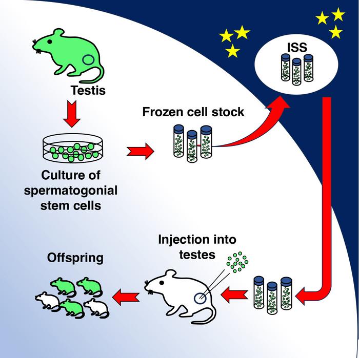 An infographic showing how sperm cells were taken from mice on the International Space Station and stored before returning to Earth to continue the next part of the experiment