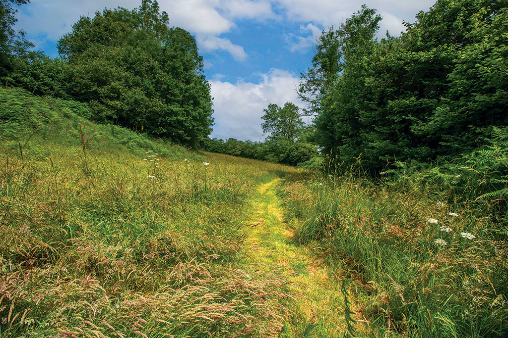 Property for sale with wildlife meadows: Hill House Farm, Yarcombe, Honiton, Devon.