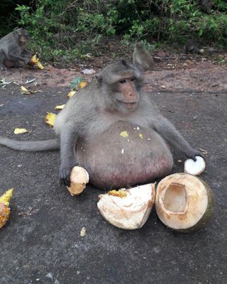 An obese long-tailed macaque in Thailand.