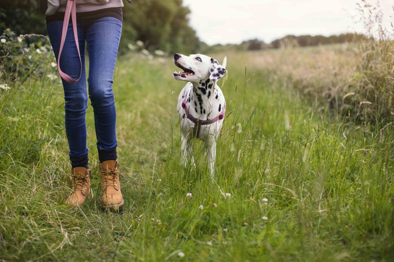 woman walking a dog