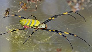 A close up picture of a jorō spider shows its bright yellow back.