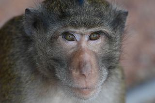 Macaque monkeys are common carriers of the &#039;monkey B&#039; virus. Above, a macaque photographed in Bangkok in February, 2021.