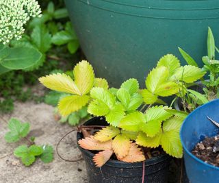 A young strawberry plant with yellowing leaves