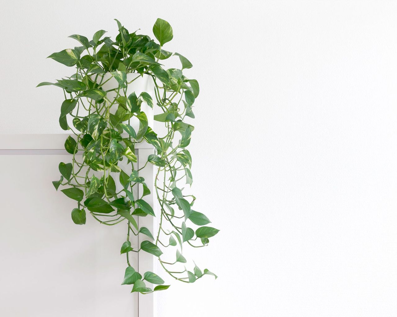 Indoor Potted Pothos Plant