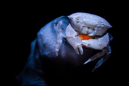 Crab protecting embryos.