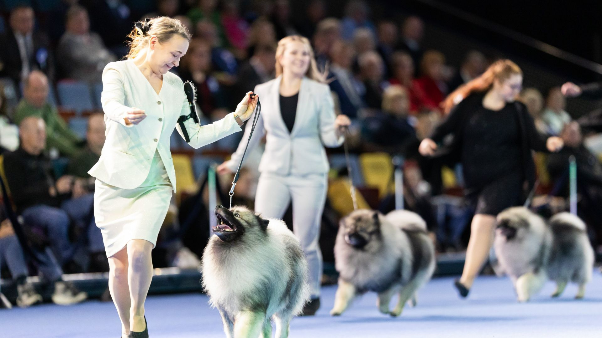 World Dog Show competition
