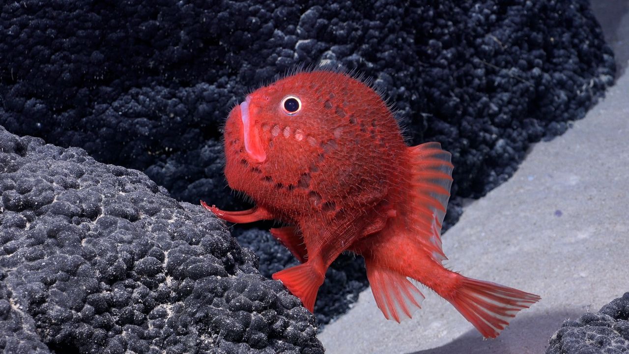 A blob-like red fish walking on hand-like fins