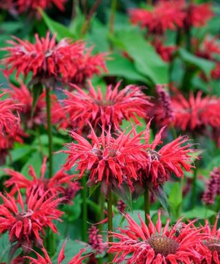 Monarda Panorama Red Shades