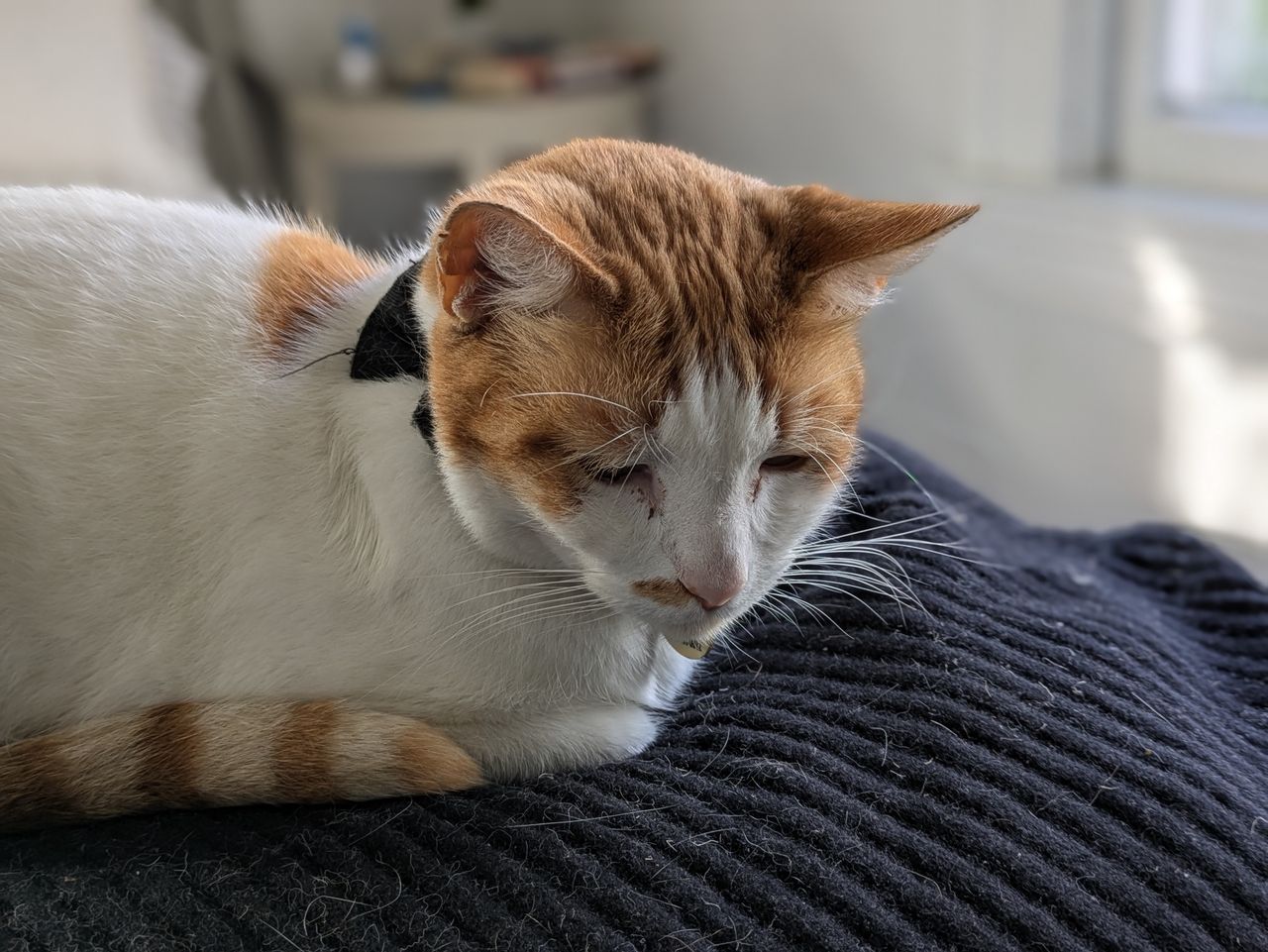 Pixel 8a 1.7x portrait shot of cat
