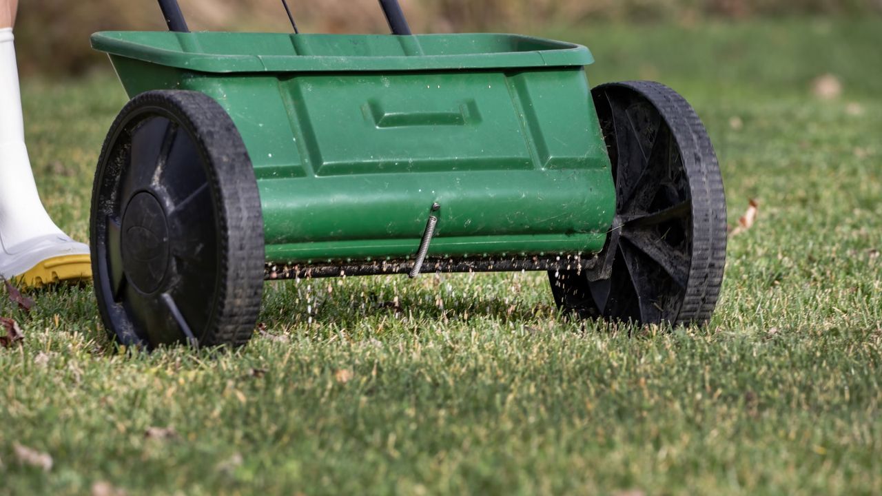 Fertilizing a lawn with a green spreader