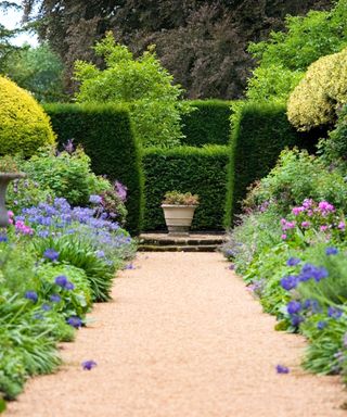 A regency garden with a light brown gravel path with blue flowers either side of it, hedges in front of with an opening with a gray planter pot, and tall green and brown trees behind this