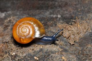 A waxy glass snail