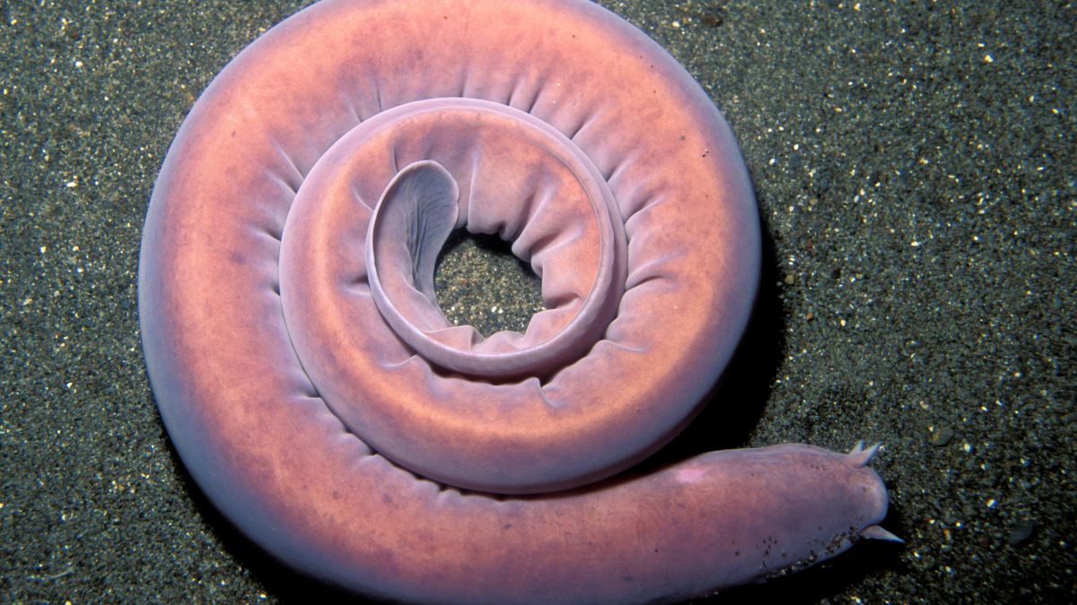 A curled up hagfish on the sandy sea floor.