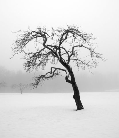 Tree Covered And Surrounded By Snow
