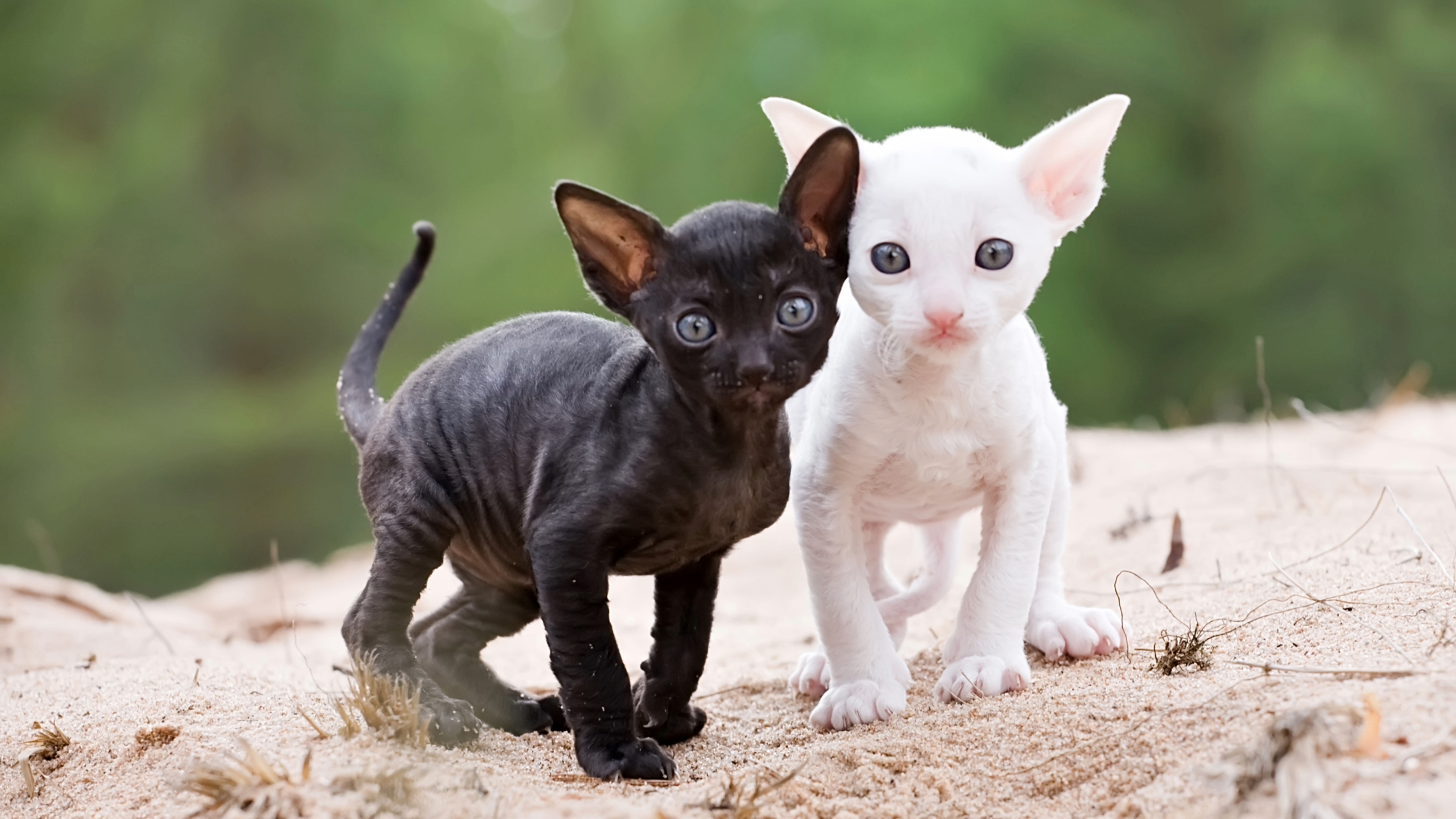 Two Cornish Rex kittens outside