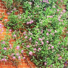 Chilean potato vine evergreen climbing plant Solanum crispum, growing up garden wall