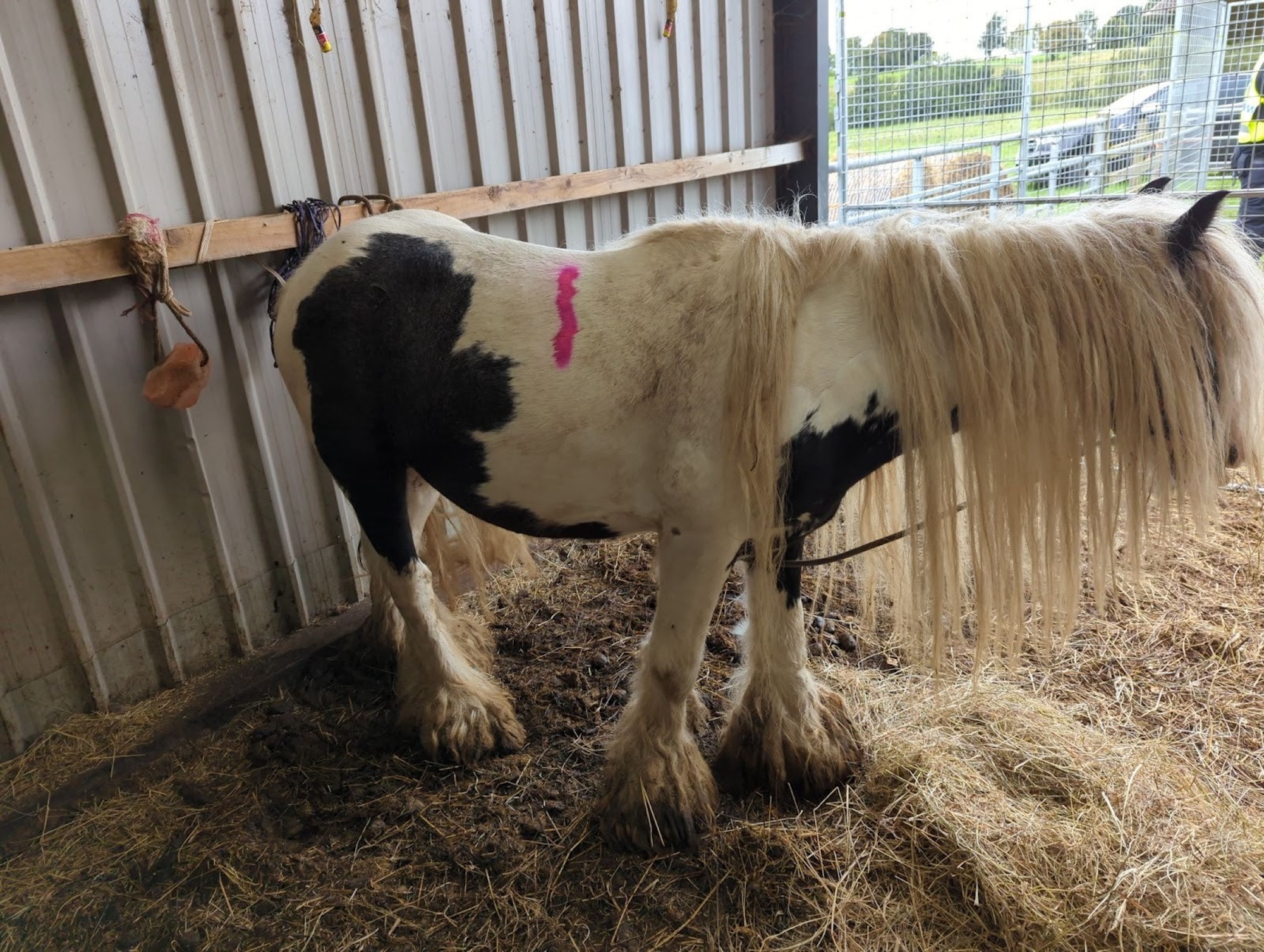 RSPCA3