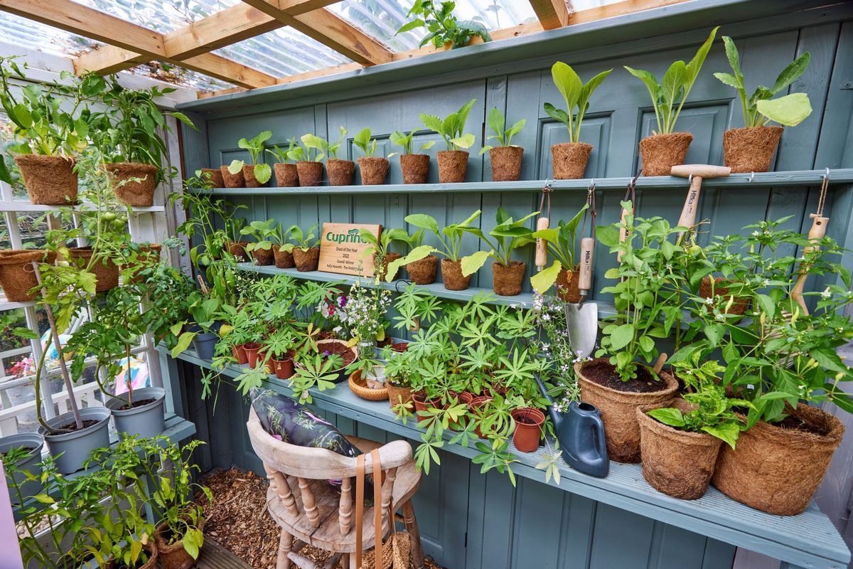 Inside the 2022 Shed of the Year, with an array of plants, including an array of lupins