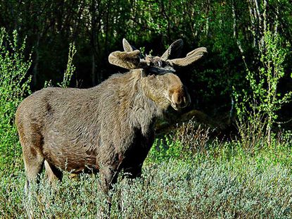 201015-wd-moose.jpg