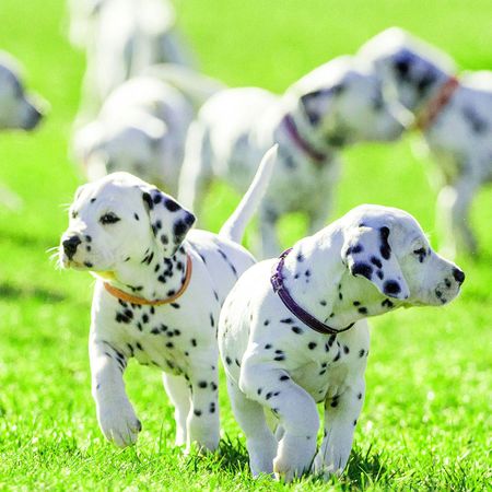 Dalmatian puppies