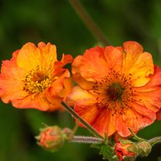 Three blooms of the Totally Tangerine Geum, blooming side by side.