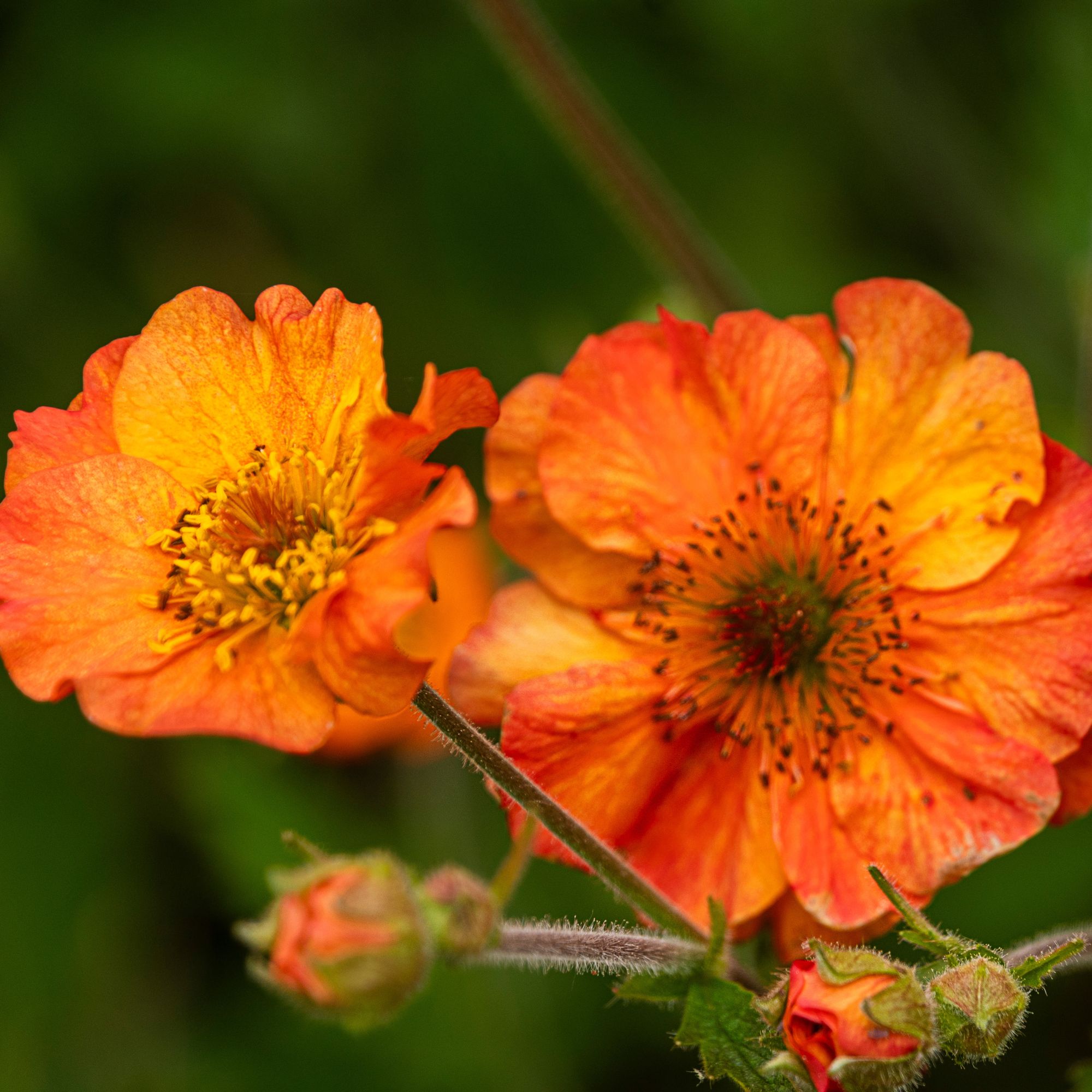 Three blooms of the Totally Tangerine Geum, blooming side by side.